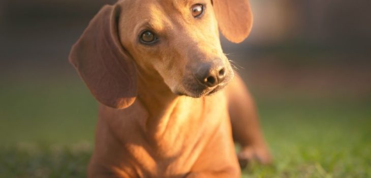 What Is The Average Weight For A Dachshund?