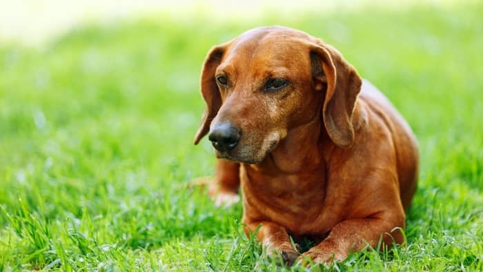What is considered old for a dachshund