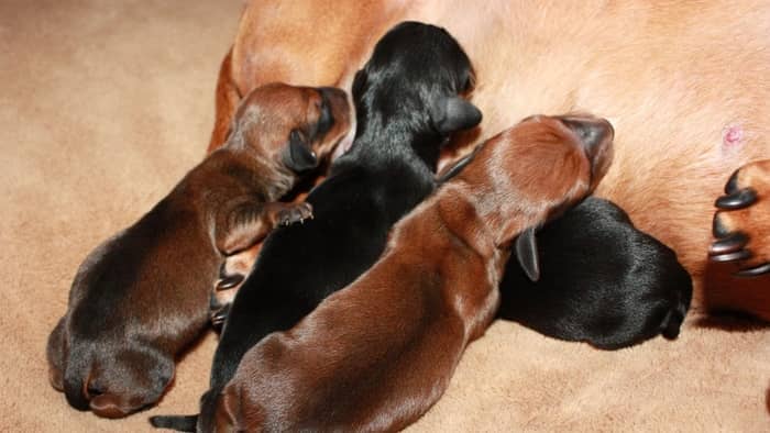 What’s The Average Dachshund Litter Size