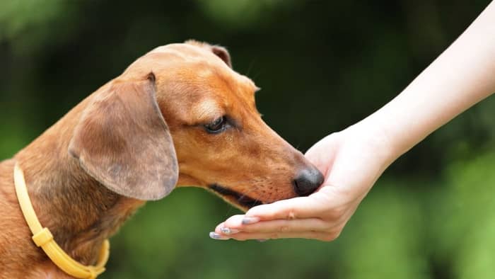 What’s The Best Dog Food For A Miniature Dachshund