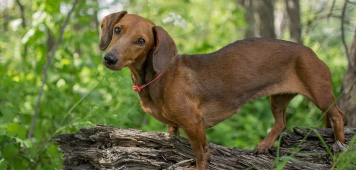 Where Are Dachshund Dogs From Originally?