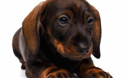 Where Is Royal Dachshund Puppies Located?
