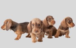 Where To Buy Wire Haired Dachshund?