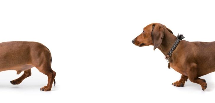 Why Are Dachshunds So Long And Why That Matters?