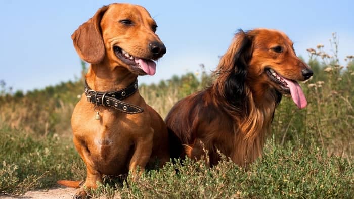 boy dachshund names