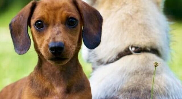 Dachshunds Owners: Why It’s A Great Idea To Get A Second Dog