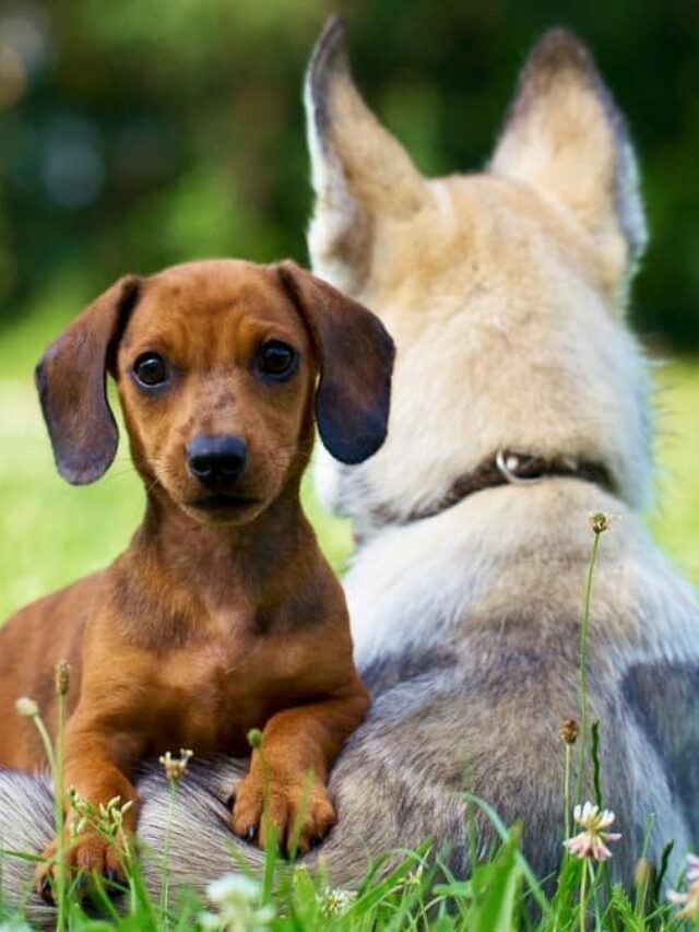 Dachshunds Owners: Why It’s A Great Idea To Get A Second Dog