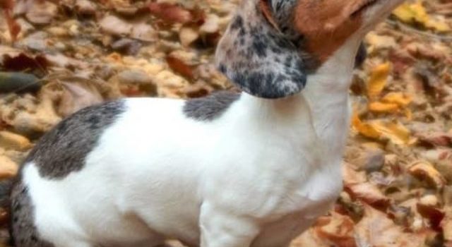 Double Dapple Dachshund Life Expectancy , And Other Things To Consider