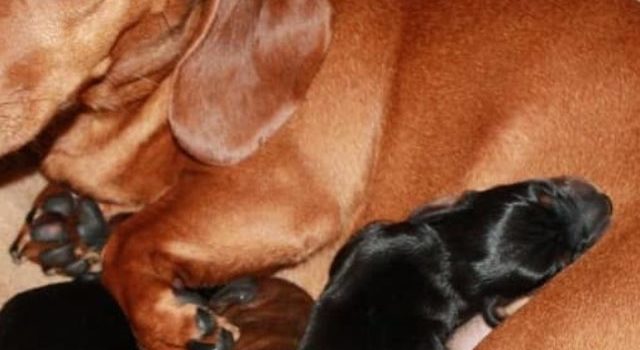 How Many Puppies Do Miniature Dachshunds Have?