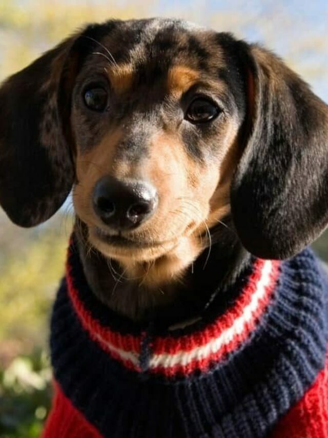 Find The Perfect Size Sweater For A Miniature Dachshund