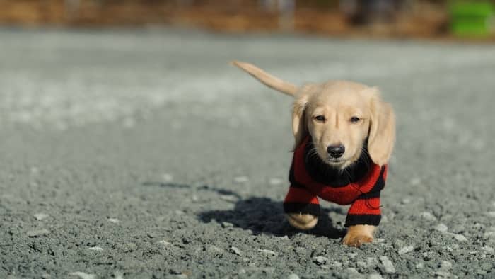 dachshund sweater