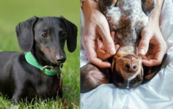 What Is The Difference Between A Dachshund And Doxin?