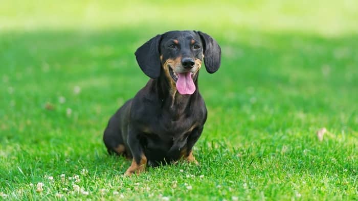 weiner dog sitting