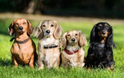 26 Different 3 Different Breeds Of Dachshunds Based On Coat Types