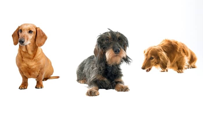 3 Different Breeds Of Dachshunds Based On Coat Types