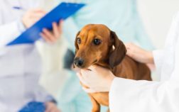 5 Big Hip Problems In Dachshunds – Causes, Prevention, and Treatments