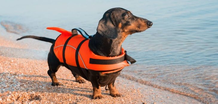 6 Miniature Dachshund Life Jacket And Swim Vest Options For Your Doxie