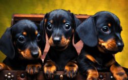 At What Age Is A Dachshund Fully Grown?