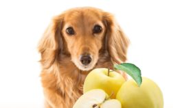 Can Dachshunds Eat Apples – Quick Diet Facts