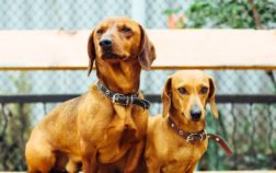 Can You Breed A Mini Dachshund With A Standard?