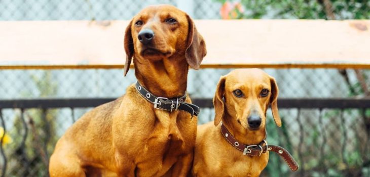 Can You Breed A Mini Dachshund With A Standard?
