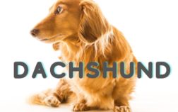 How To Say Dachshund?