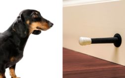 Dachshund Playing With Doorstop – What’s That About?