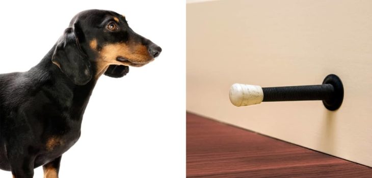 Dachshund Playing With Doorstop – What’s That About?
