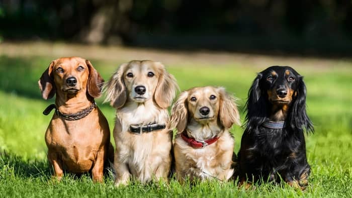Dachshunds Breed Basic Physical Features