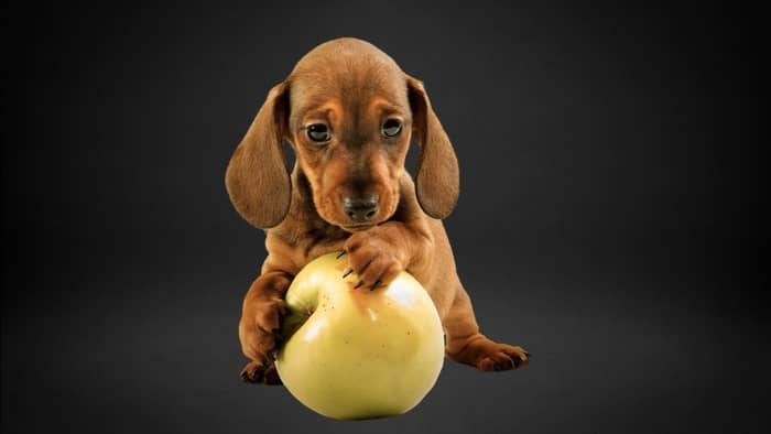 Deciding How Much Apple To Give A Dog
