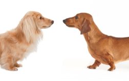Difference Between Dachshund and Dotson