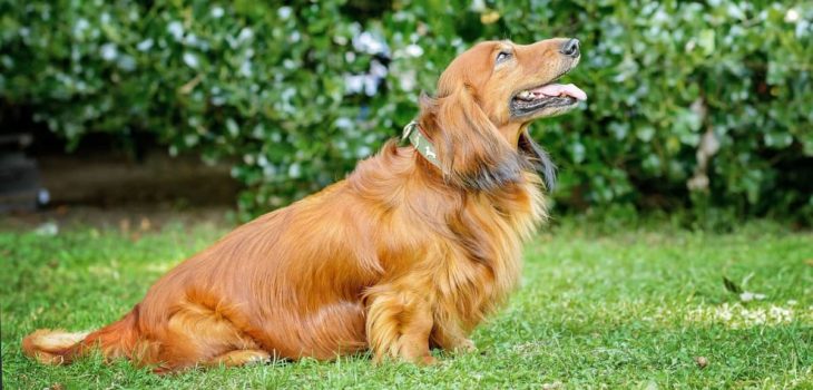Fat Long Haired Dachshund – How Can You Tell If Your Doxie Is Overweight?