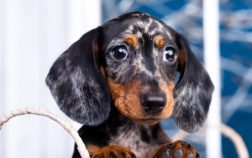 How Big Is An 8 Week Old Mini Dachshund And What Does That Mean For You?