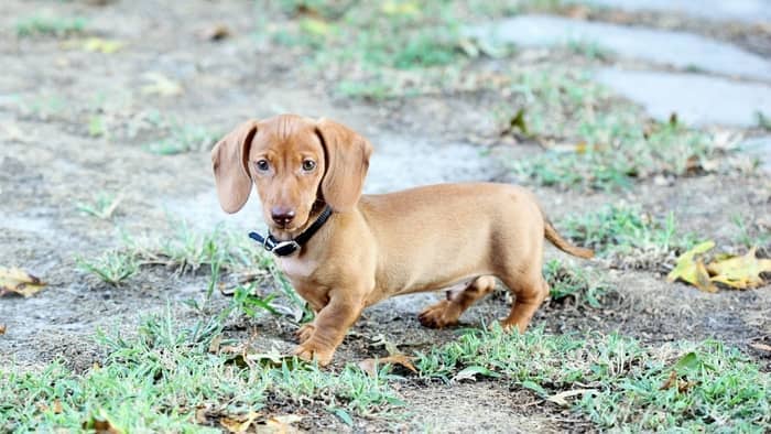 8 week old miniature dachshund