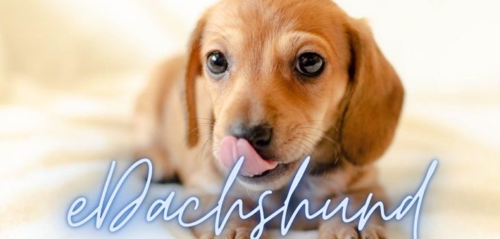 How Do You Pronounce Dachshund?