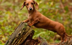 How Long Do Dachshund Dogs Live?