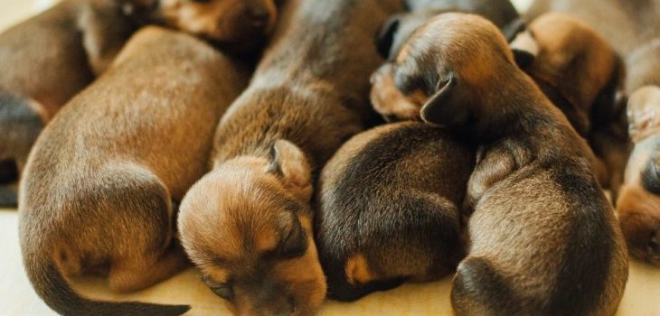 How Many Puppies Does A Dachshund Have?