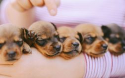How Much Do Dachshund Puppies Cost?