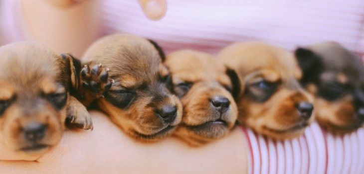 How Much Do Dachshund Puppies Cost?