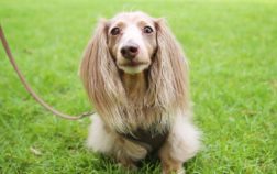 How Much Does A Long Haired Dachshund Cost?