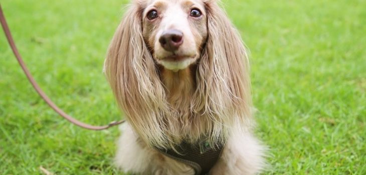 How Much Does A Long Haired Dachshund Cost?