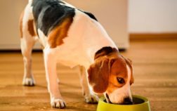 How Much Food Should A Miniature Dachshund Eat?