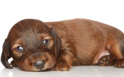 How Much Is A Dachshund Puppy Cost?