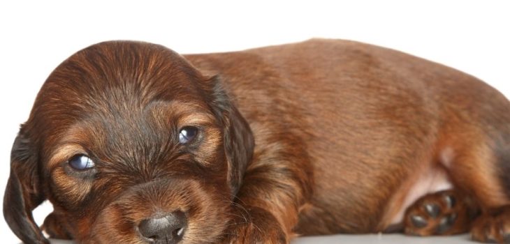 How Much Is A Dachshund Puppy Cost?