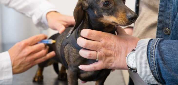 How To Care For A Dachshund?