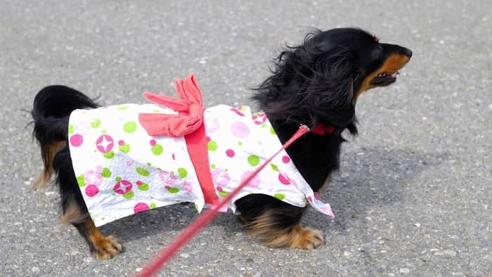 How To Make Dachshund Clothes