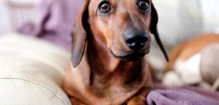 How To Pick Up Dachshund?