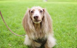 How To Tell If A Dachshund Puppy Is Long Haired?