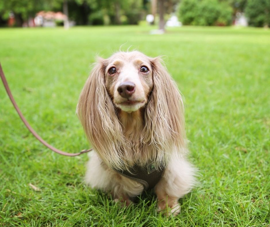 How To Tell If A Dachshund Puppy Is Long Haired? - Sweet Dachshunds