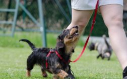 How To Train Dachshund Not To Bark?